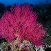 coral_soft_pc_h_0705_png2014.jpg